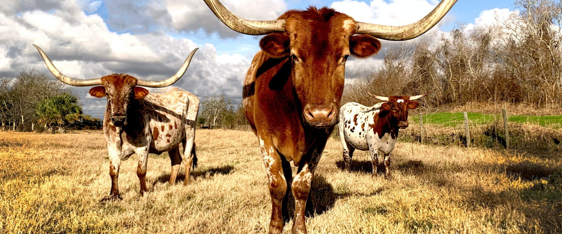 15 Things Texas is Famous For