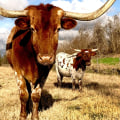 What Makes Texas So Special?