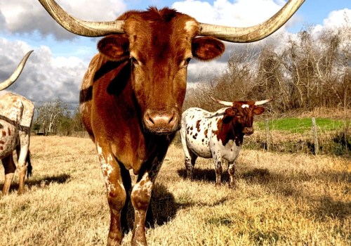 3 Fascinating Facts About Texas